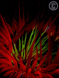 Fun with photoshop.  Upped Saturation and compressed hist... by Stephen Holinski 